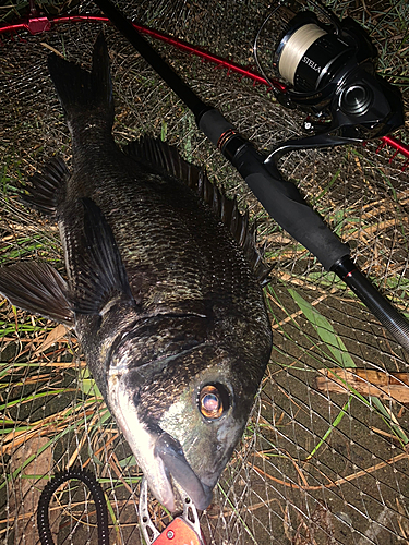 クロダイの釣果