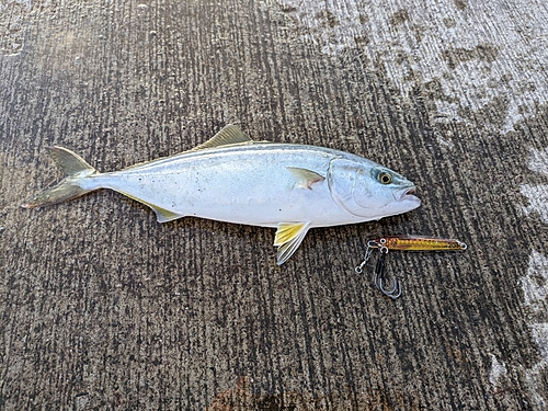 ワカシの釣果