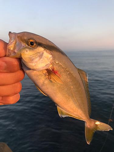 シオの釣果