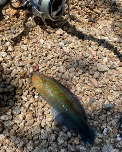 アカササノハベラの釣果