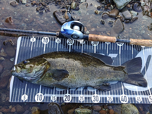 スモールマウスバスの釣果