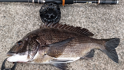 チヌの釣果