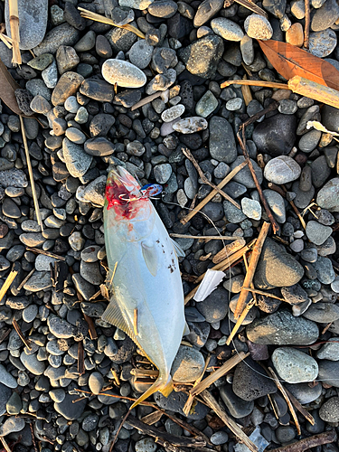 ワカシの釣果