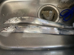 タチウオの釣果