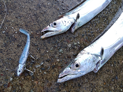 タチウオの釣果