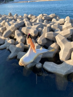 クサフグの釣果