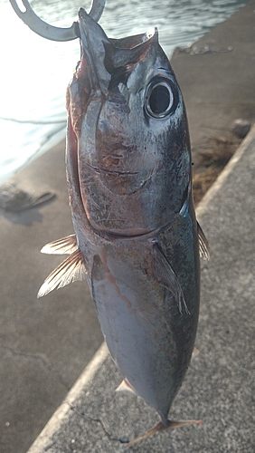 ソウダガツオの釣果