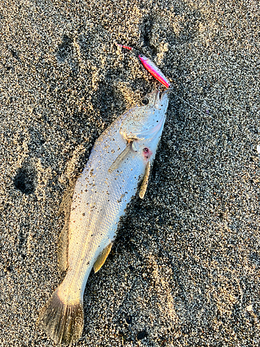 ニベの釣果