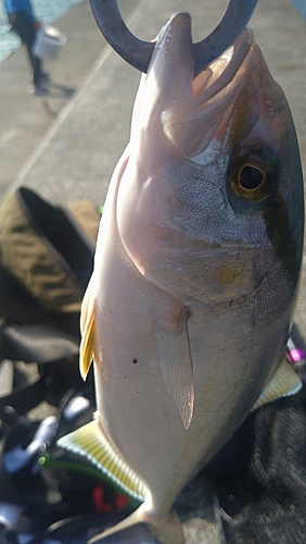 ショゴの釣果