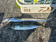 サバの釣果