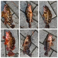ガシラの釣果