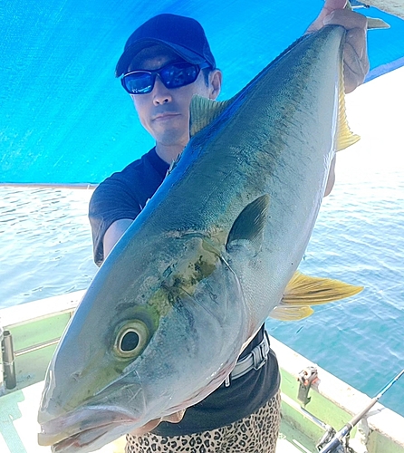 ヒラマサの釣果