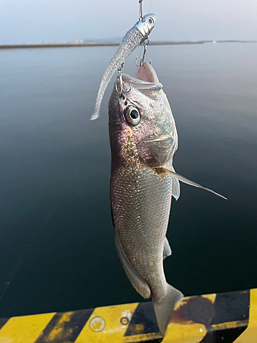 シログチの釣果