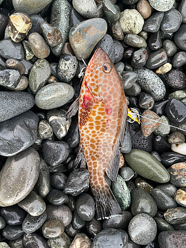 オオモンハタの釣果