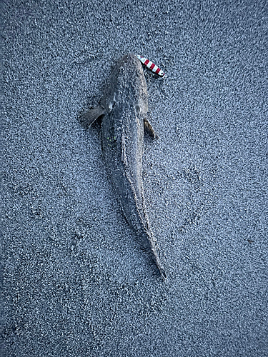 コチの釣果