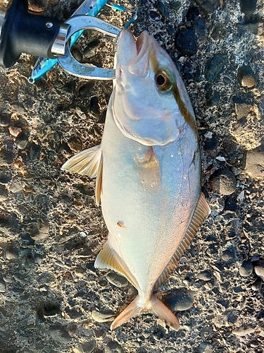 カンパチの釣果