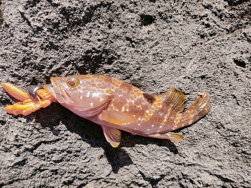 アコウの釣果