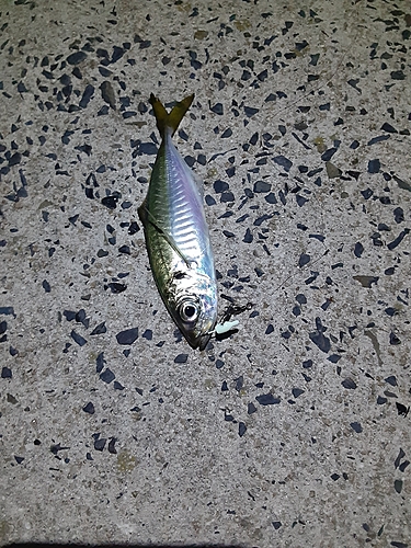 マアジの釣果