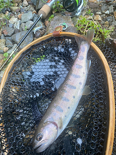 ヤマメの釣果