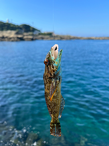 アナハゼの釣果