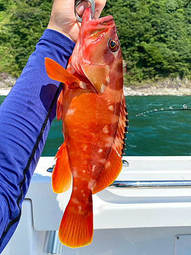 アカハタの釣果