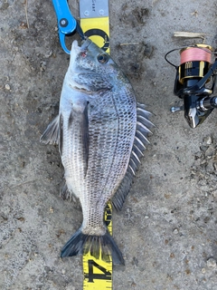 クロダイの釣果