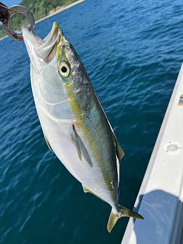 ハマチの釣果