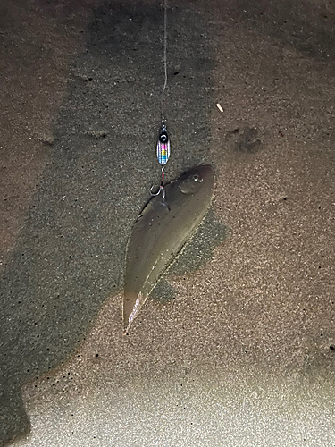 シタビラメの釣果