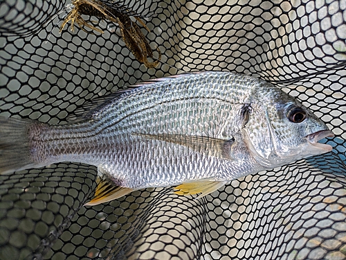 キビレの釣果