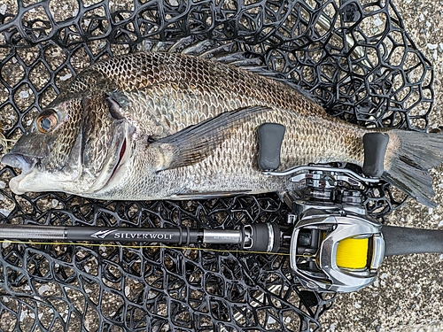 チヌの釣果