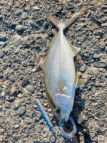 カンパチの釣果