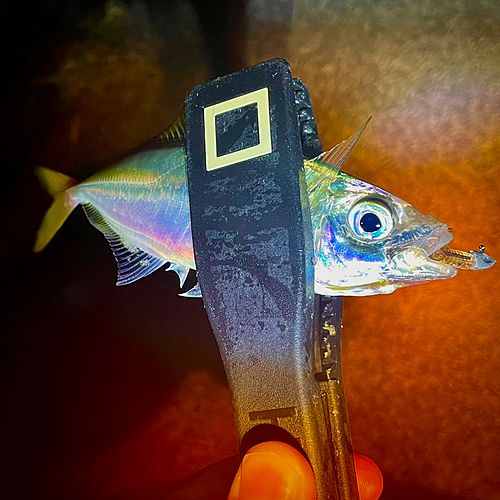 マアジの釣果