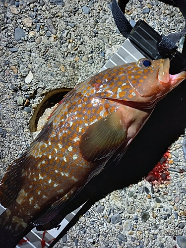 キジハタの釣果