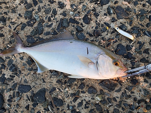 ネリゴの釣果