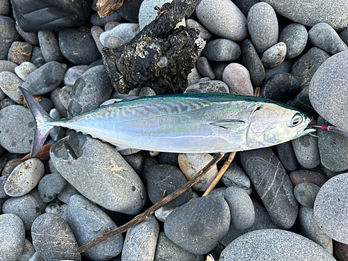 マルソウダの釣果