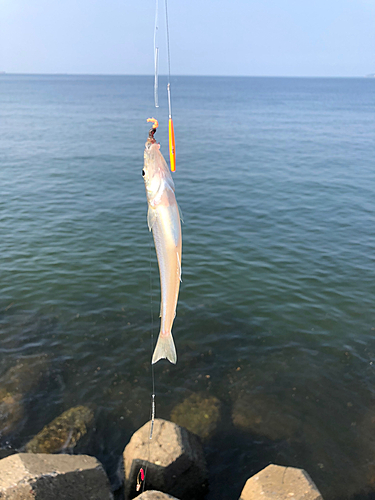 キスの釣果