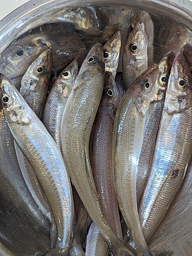 シロギスの釣果