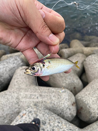 マアジの釣果