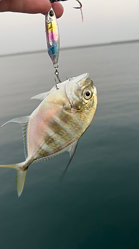 メッキの釣果