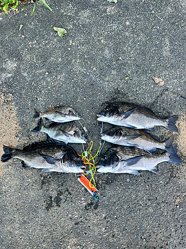 クロダイの釣果