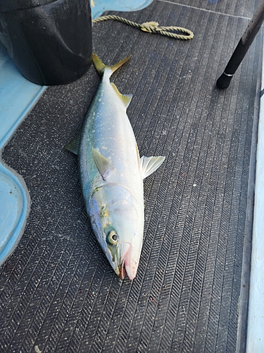 ヤズの釣果