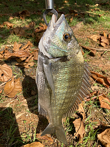 ミナミクロダイの釣果