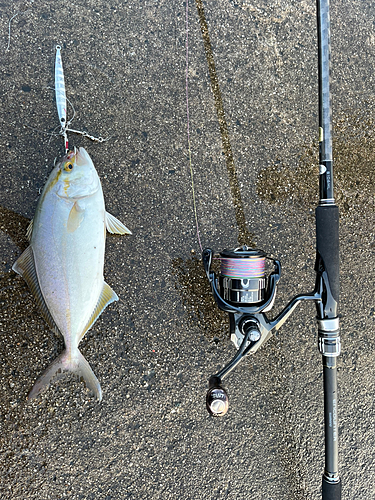 シオの釣果