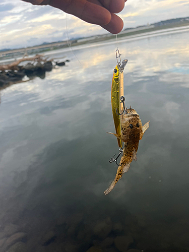 ハゼの釣果