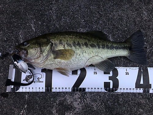 ブラックバスの釣果