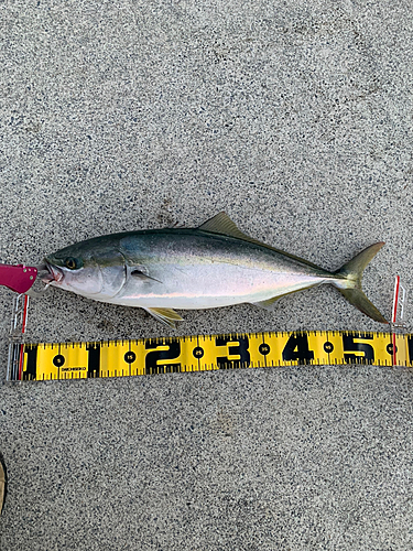 イナダの釣果