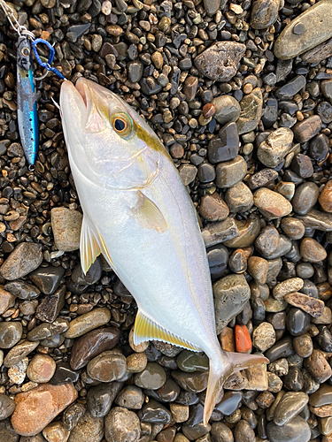 シオの釣果