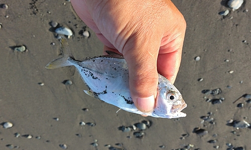 メッキの釣果