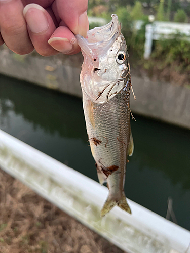 ハスの釣果