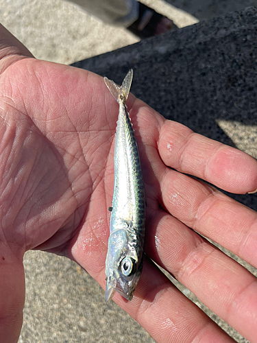 サバの釣果